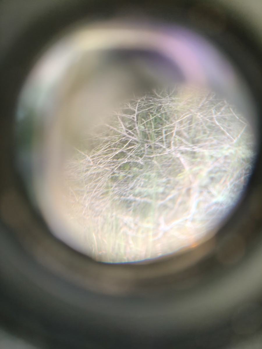 Lesser Whitethroat - ML644158866