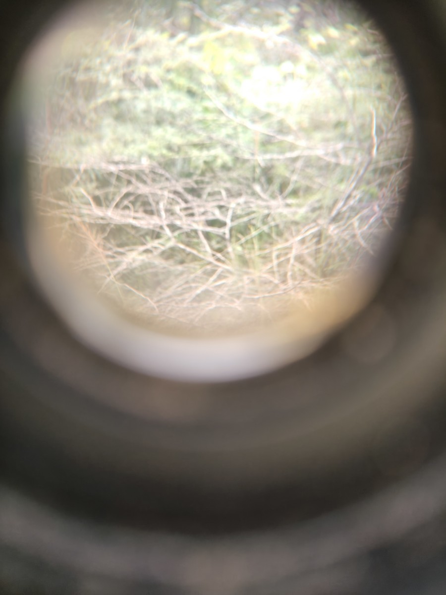 Lesser Whitethroat - ML644158867