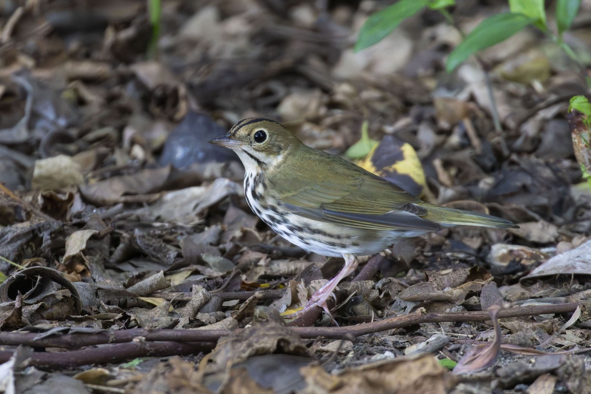 Ovenbird - ML644158872