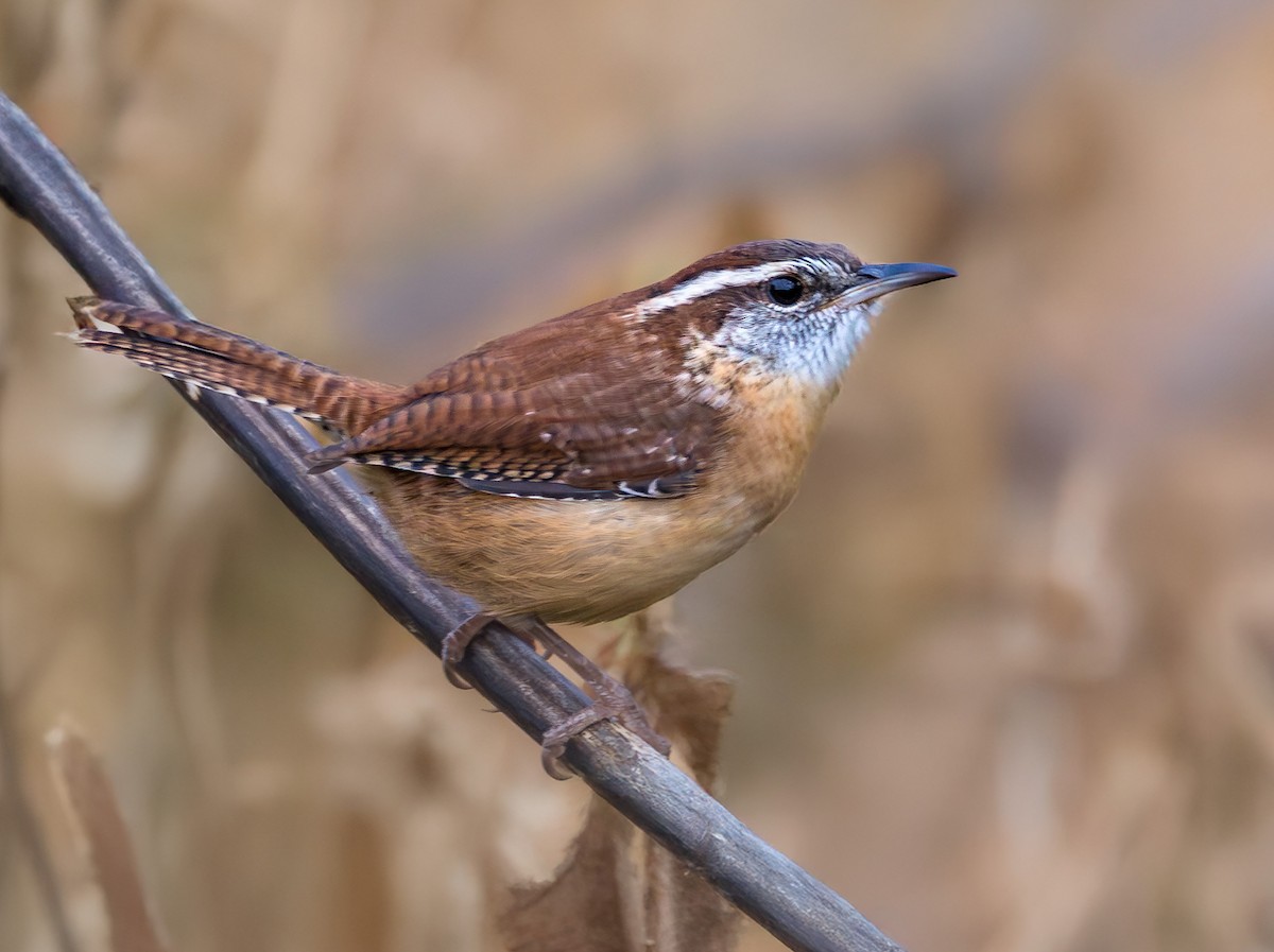 Carolina Wren - ML644158880