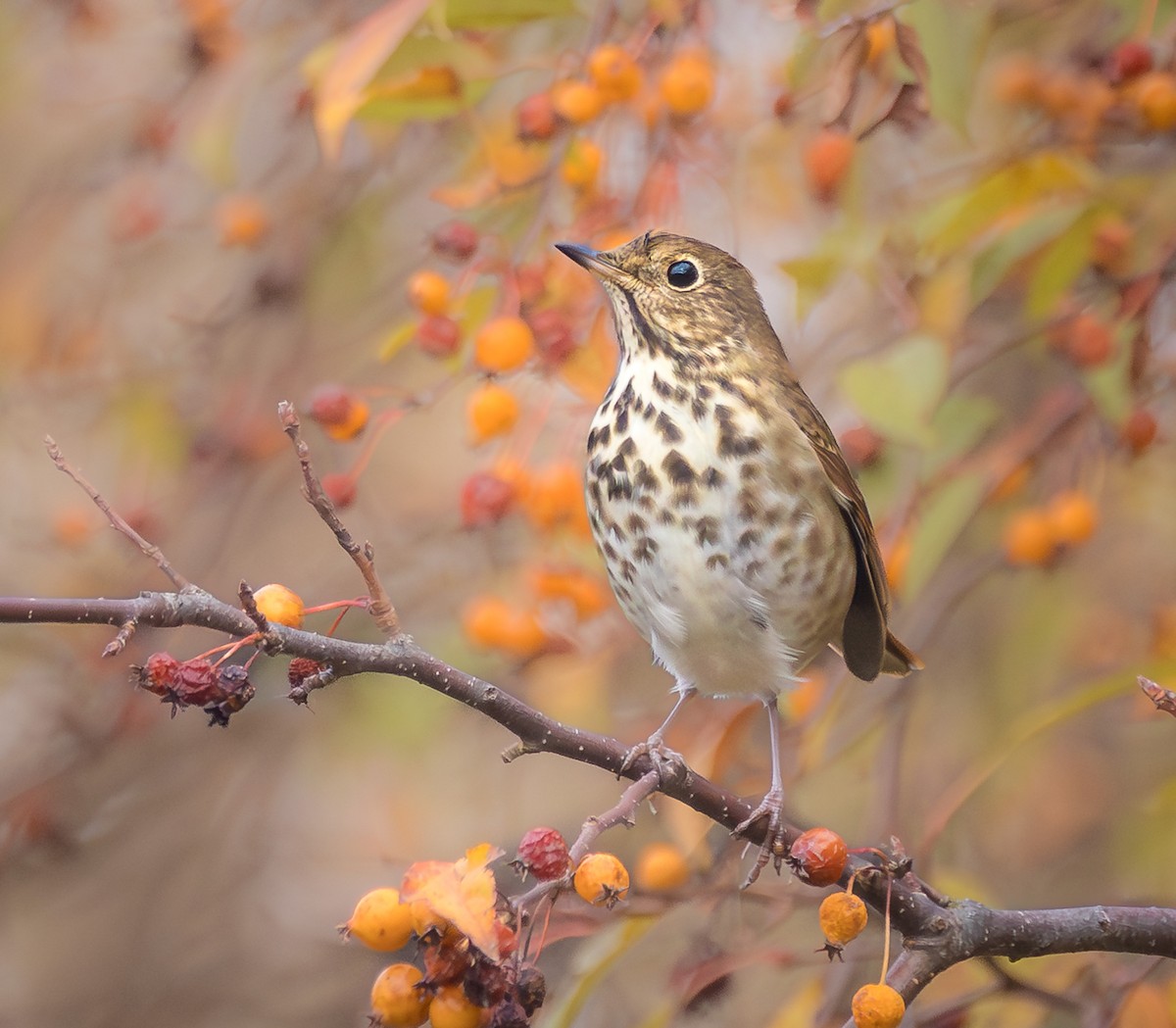 Hermit Thrush - ML644158910