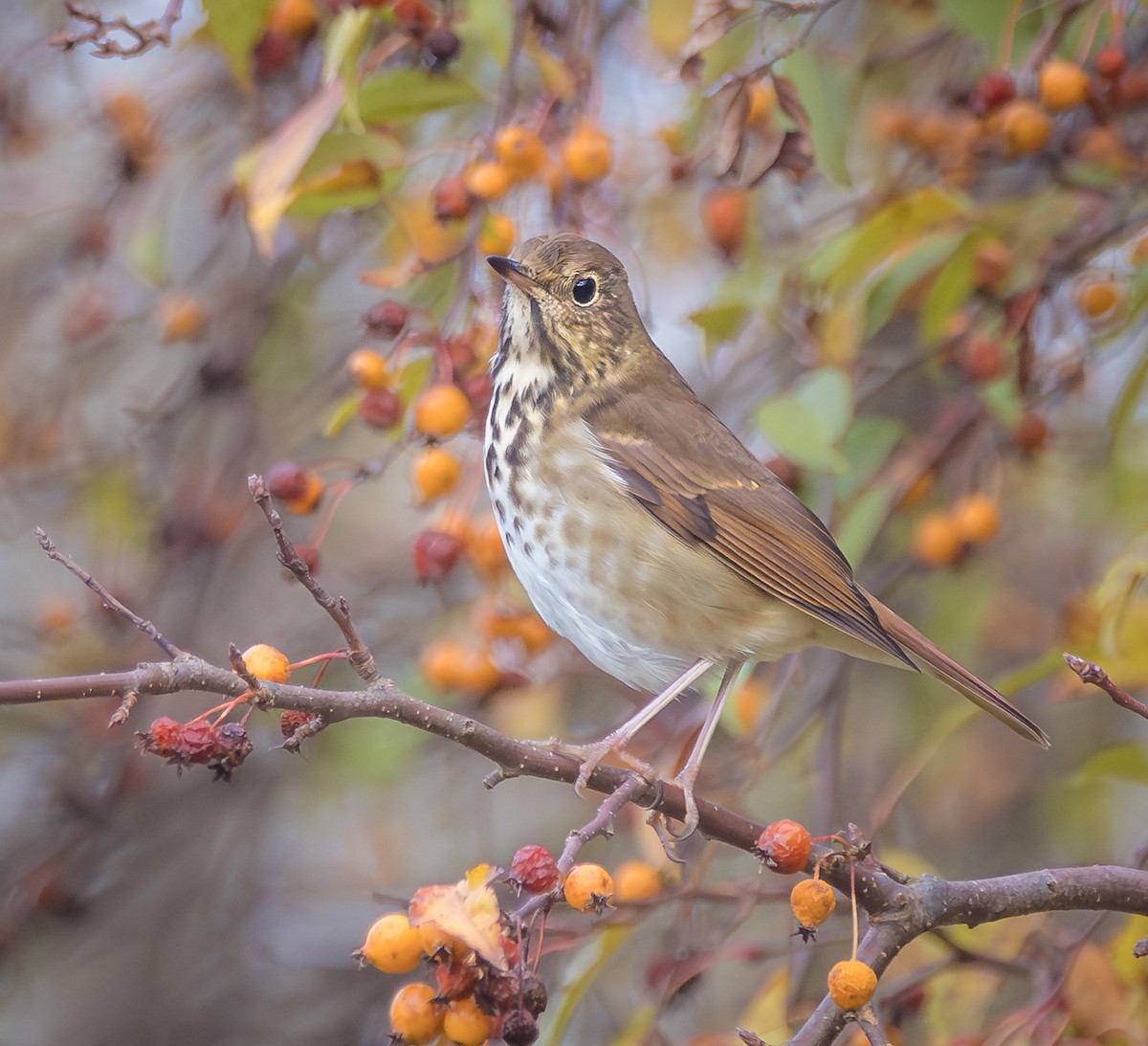 Hermit Thrush - ML644158911