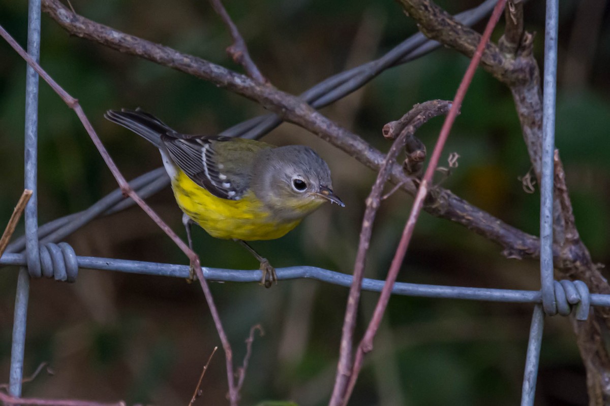 Magnolia Warbler - ML644158912