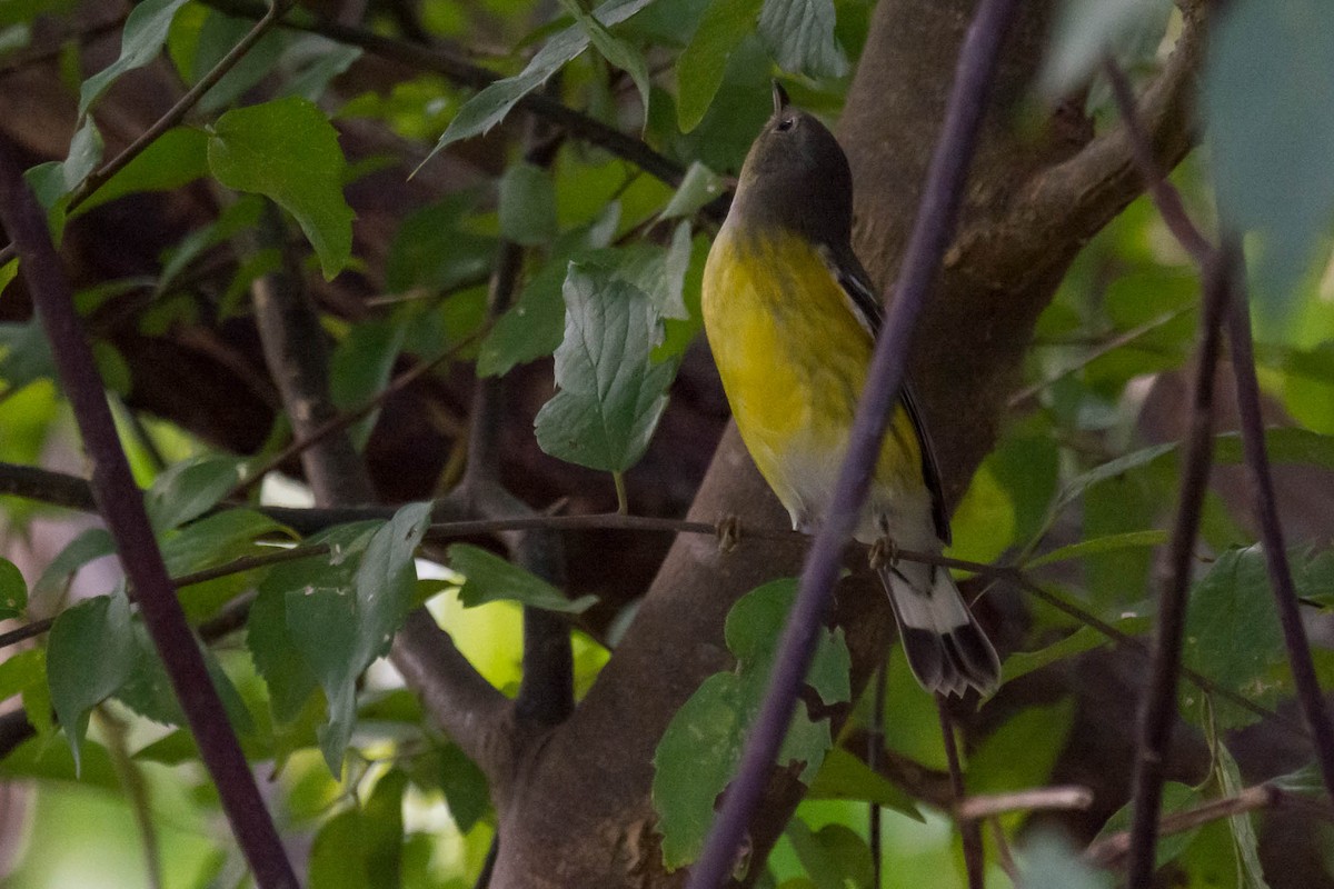 Magnolia Warbler - ML644158913