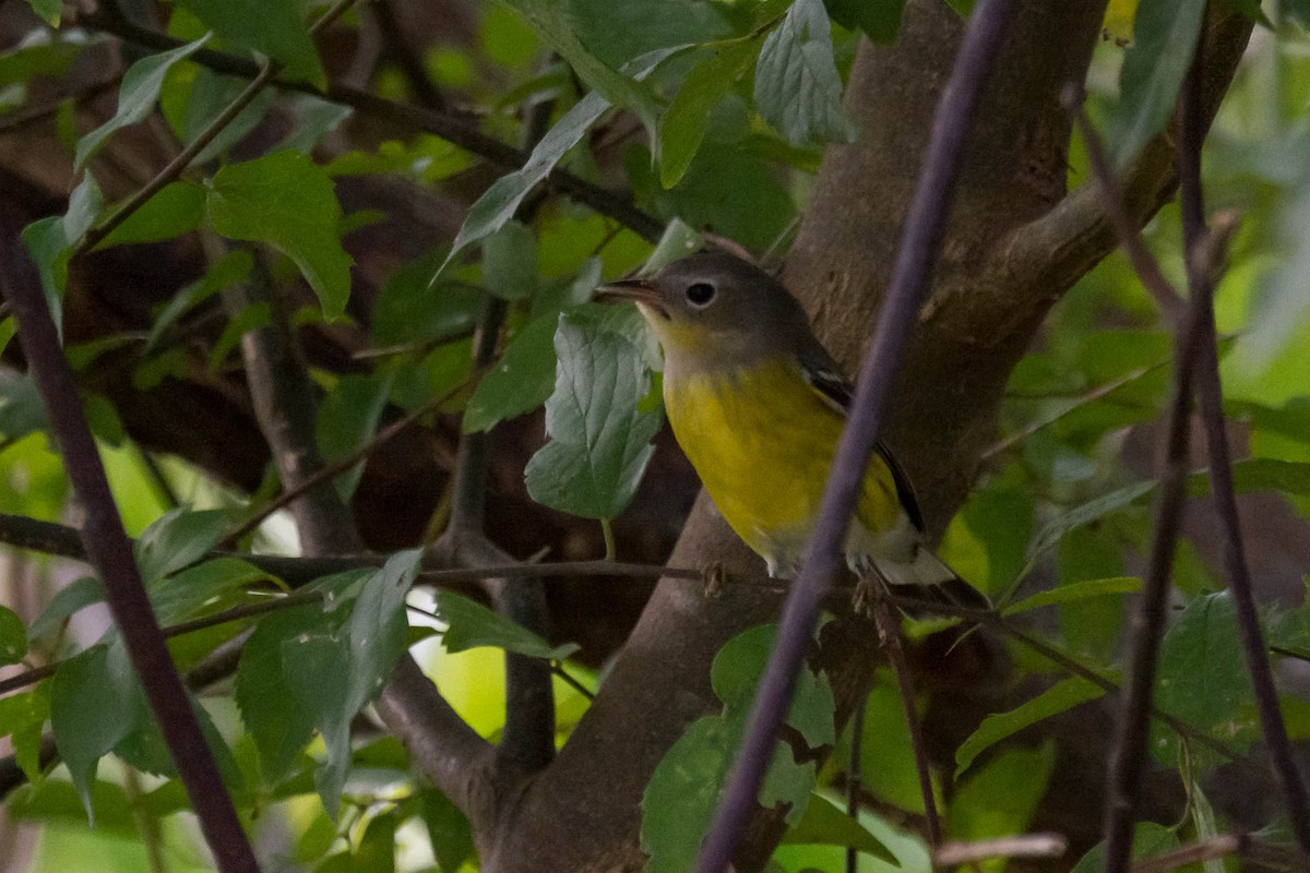 Magnolia Warbler - ML644158914