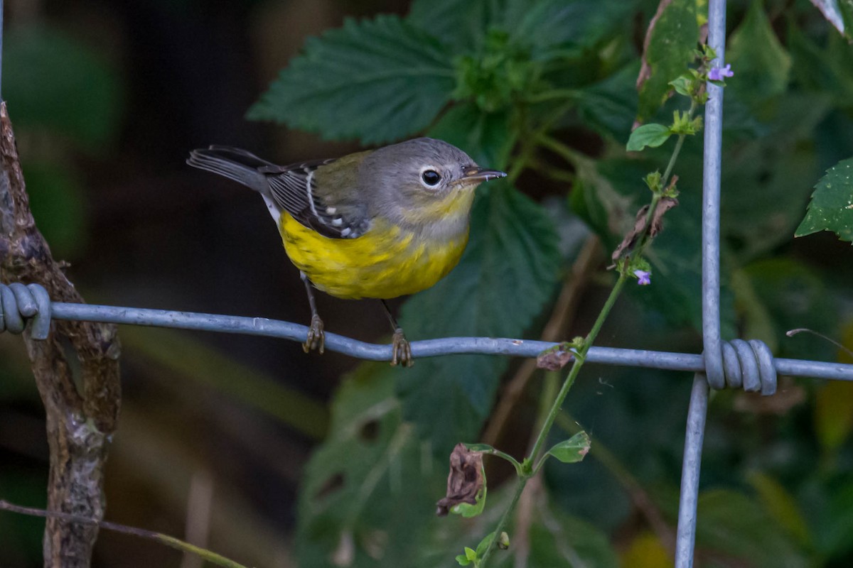 Magnolia Warbler - ML644158915