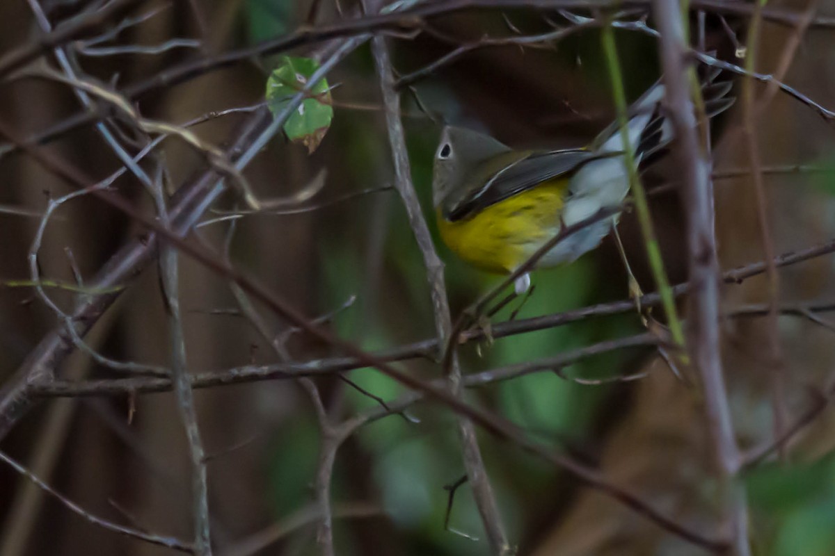 Magnolia Warbler - ML644158916