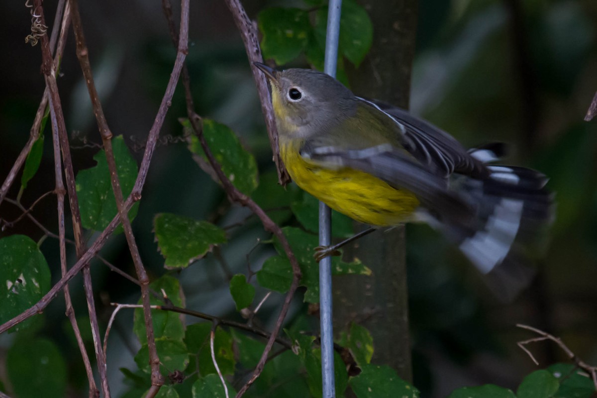 Magnolia Warbler - ML644158917