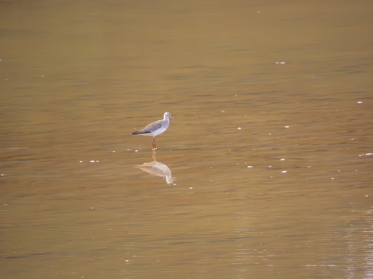 小黃腳鷸 - ML644158921