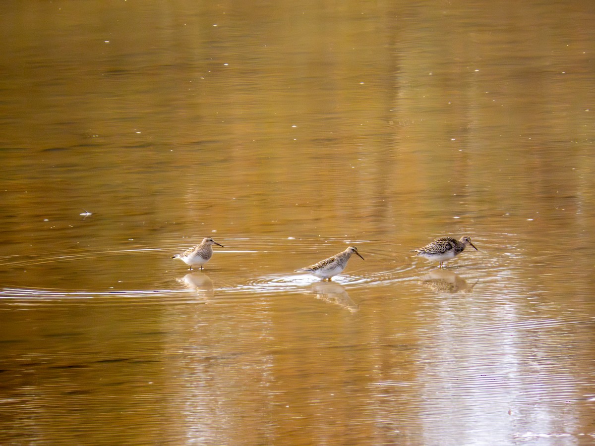 美洲尖尾濱鷸 - ML644158923