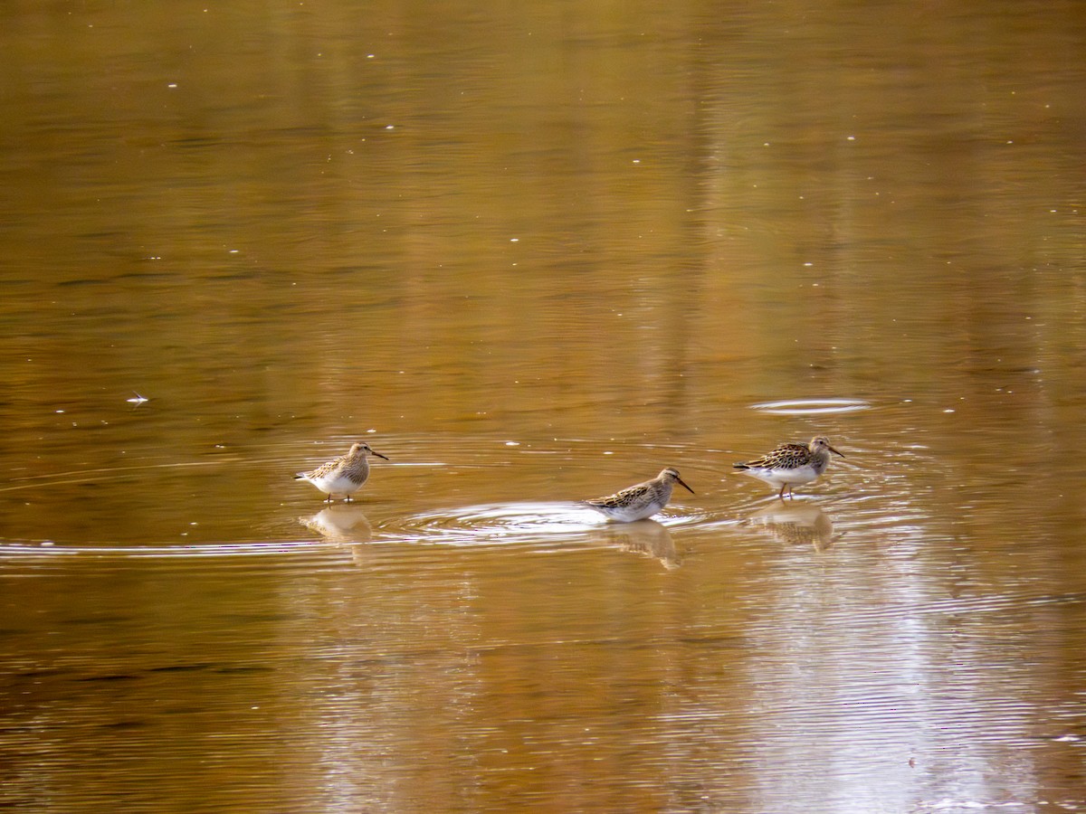 美洲尖尾濱鷸 - ML644158925