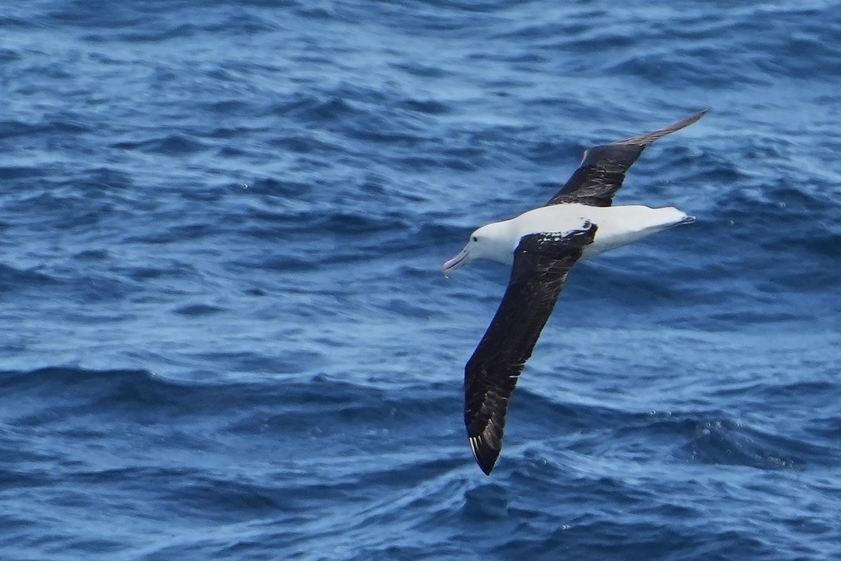 Albatros de Sanford - ML644158935