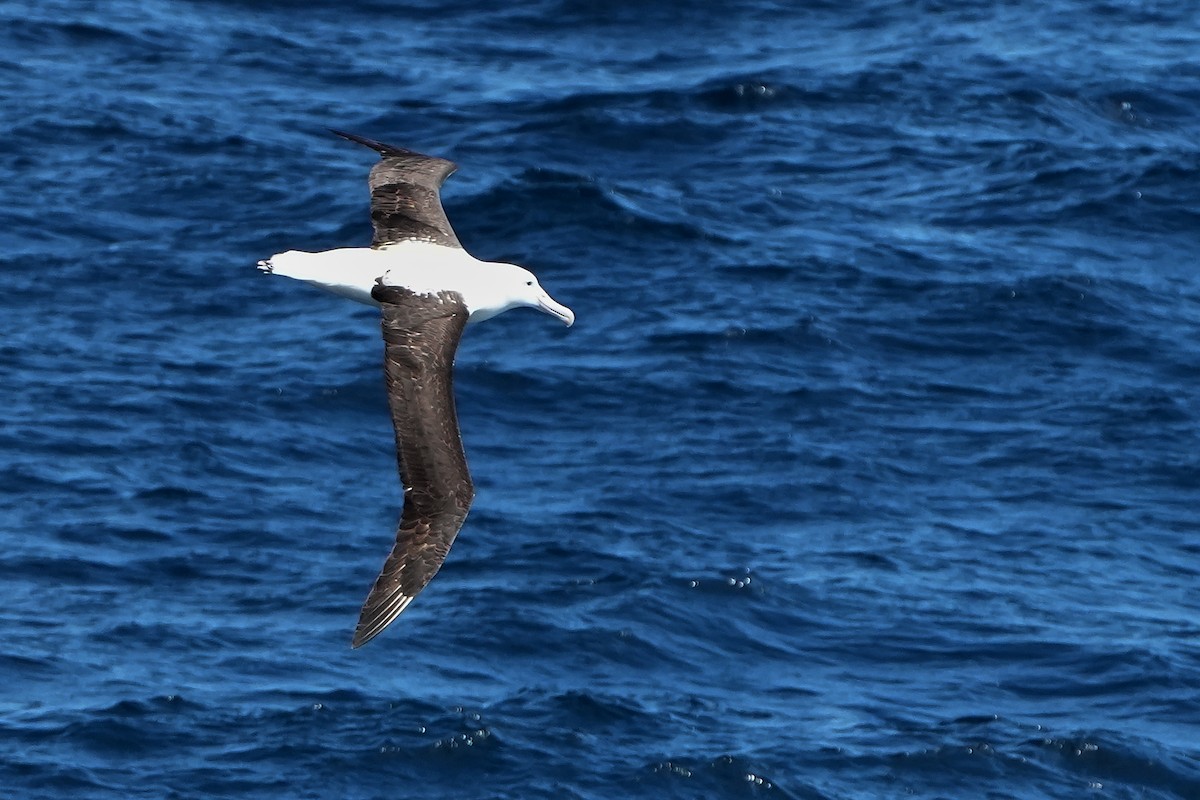 Albatros de Sanford - ML644158936