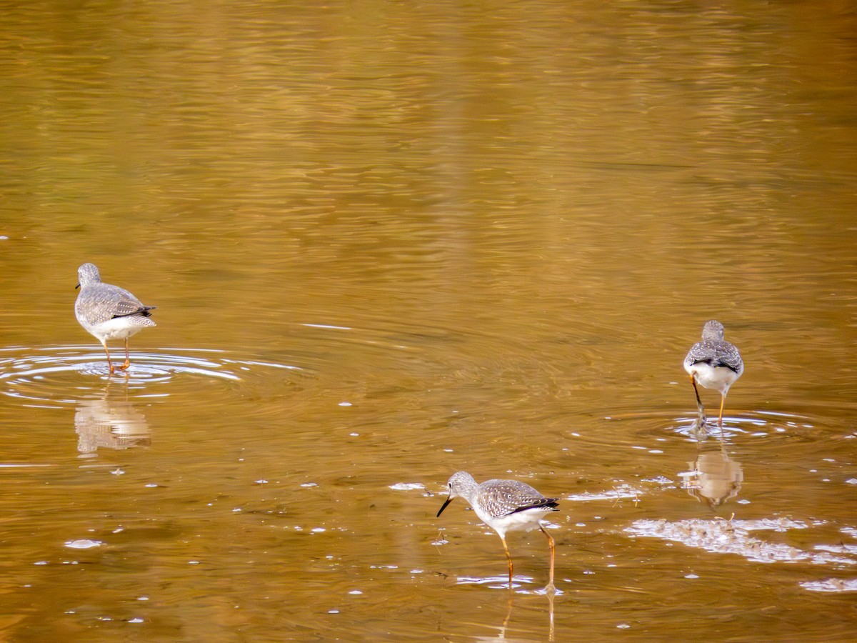 小黃腳鷸 - ML644158938