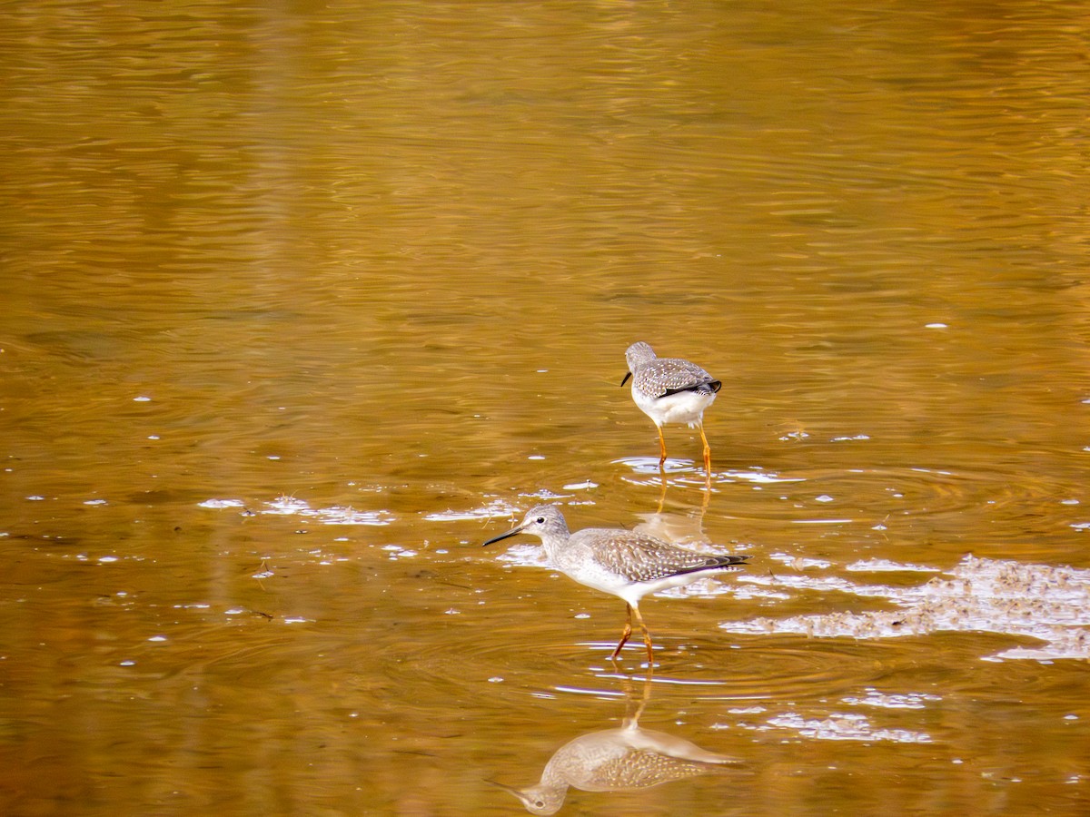 小黃腳鷸 - ML644158939