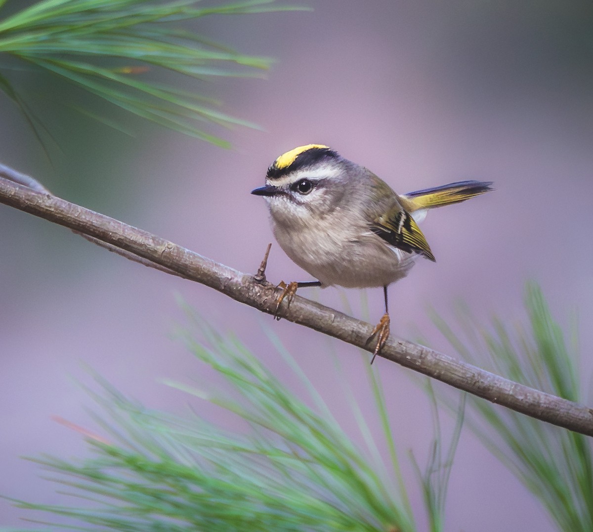Golden-crowned Kinglet - ML644158944