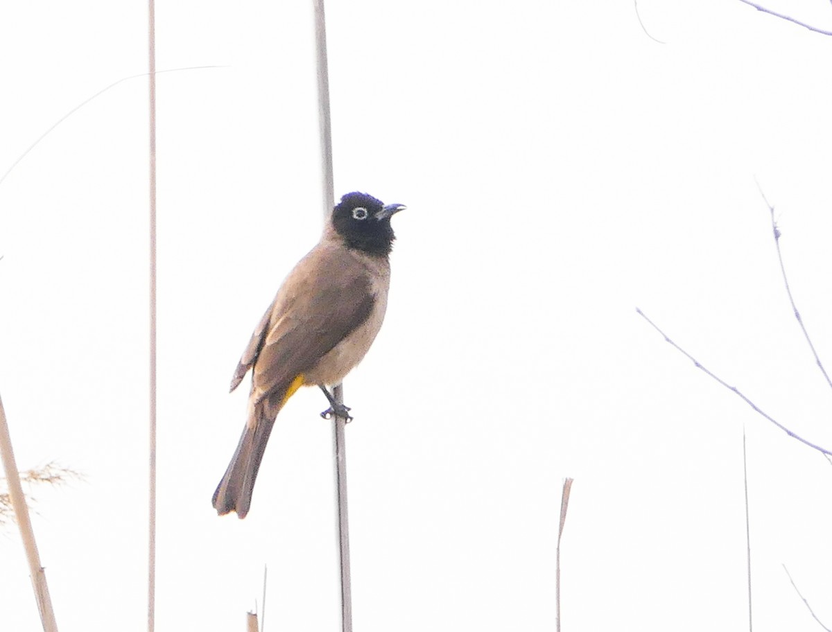 White-spectacled Bulbul - ML644158946