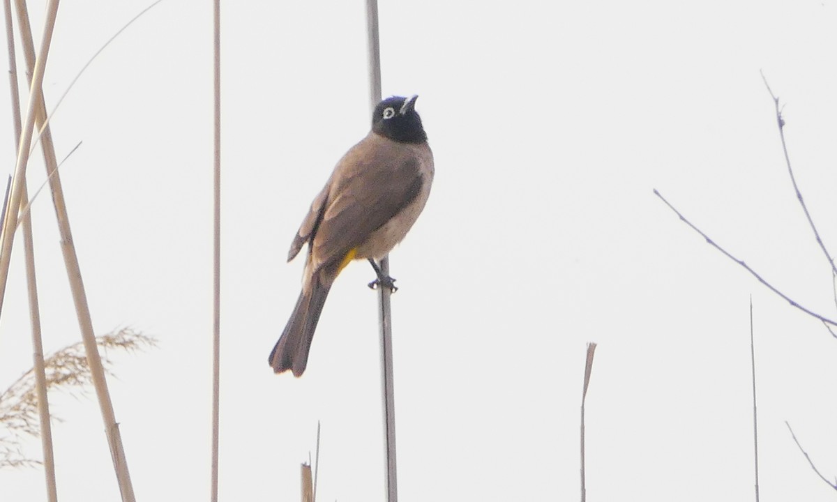 White-spectacled Bulbul - ML644158947