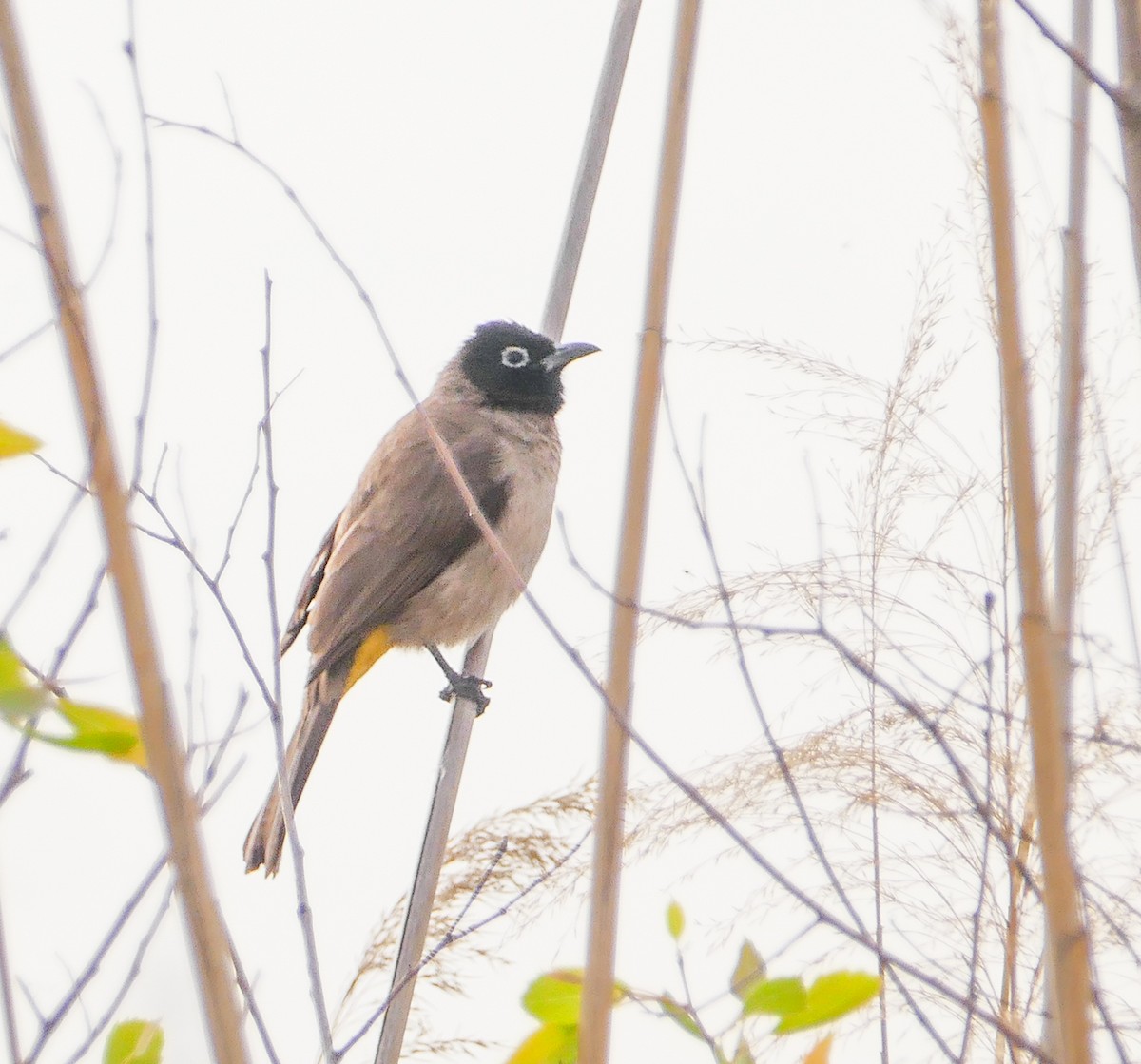 White-spectacled Bulbul - ML644158948