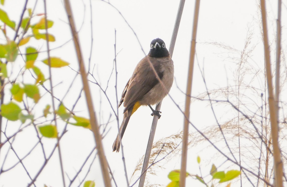 White-spectacled Bulbul - ML644158950