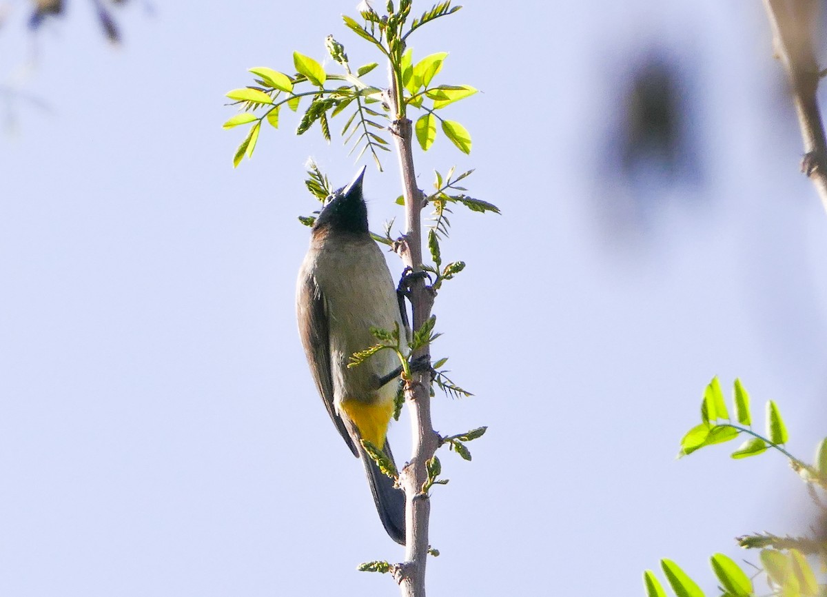 White-spectacled Bulbul - ML644158951