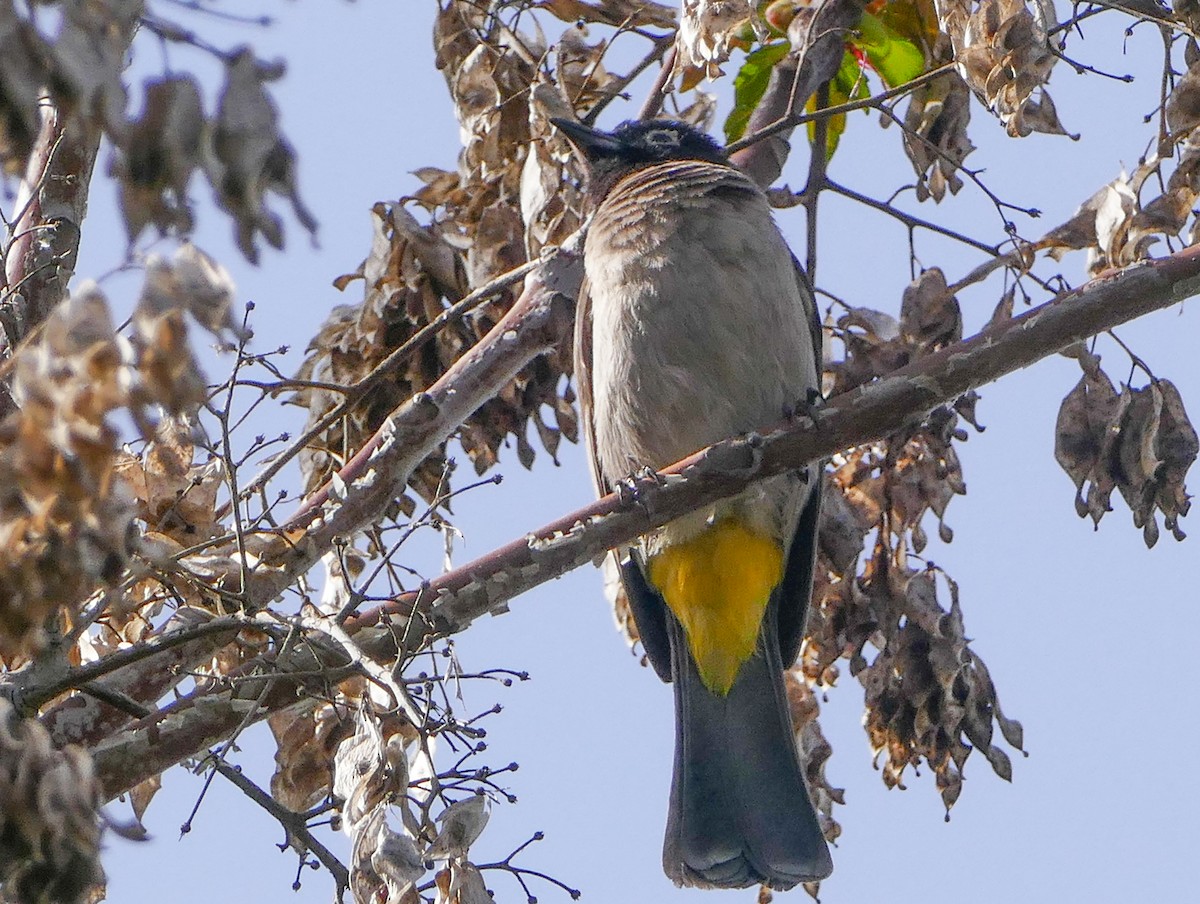 White-spectacled Bulbul - ML644158952