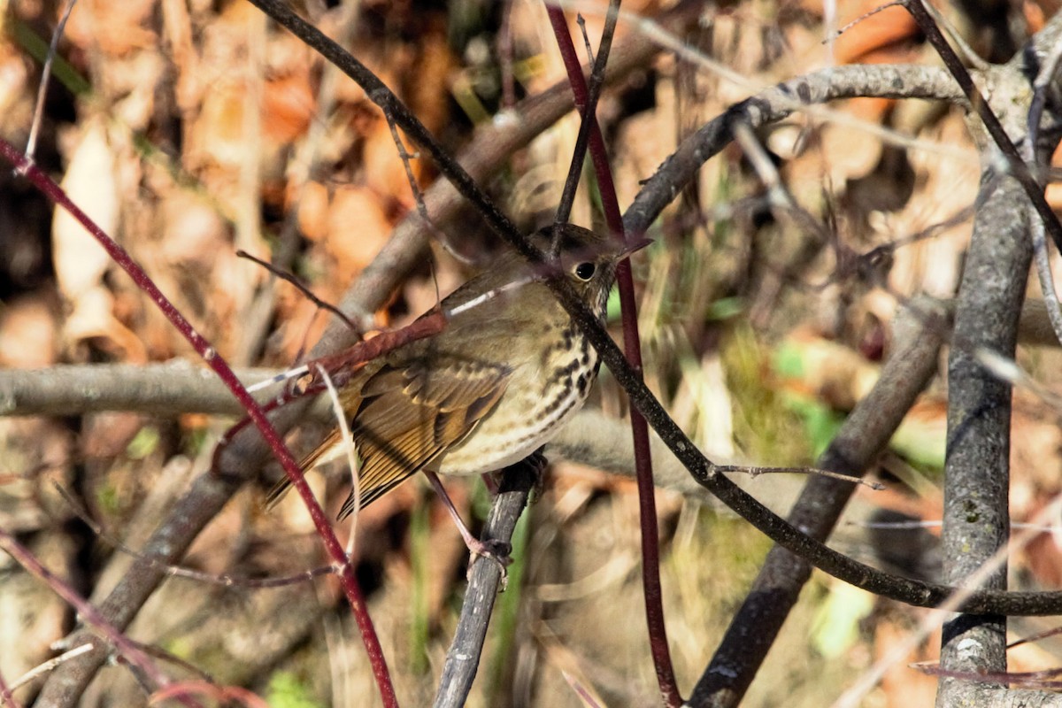 Hermit Thrush - ML644158954
