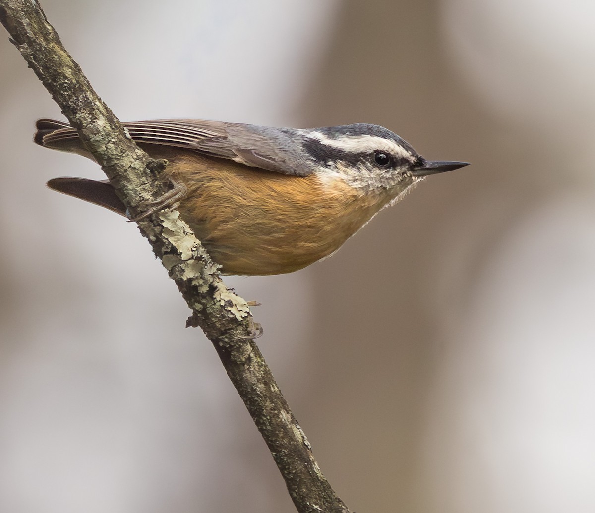 Red-breasted Nuthatch - ML644158955