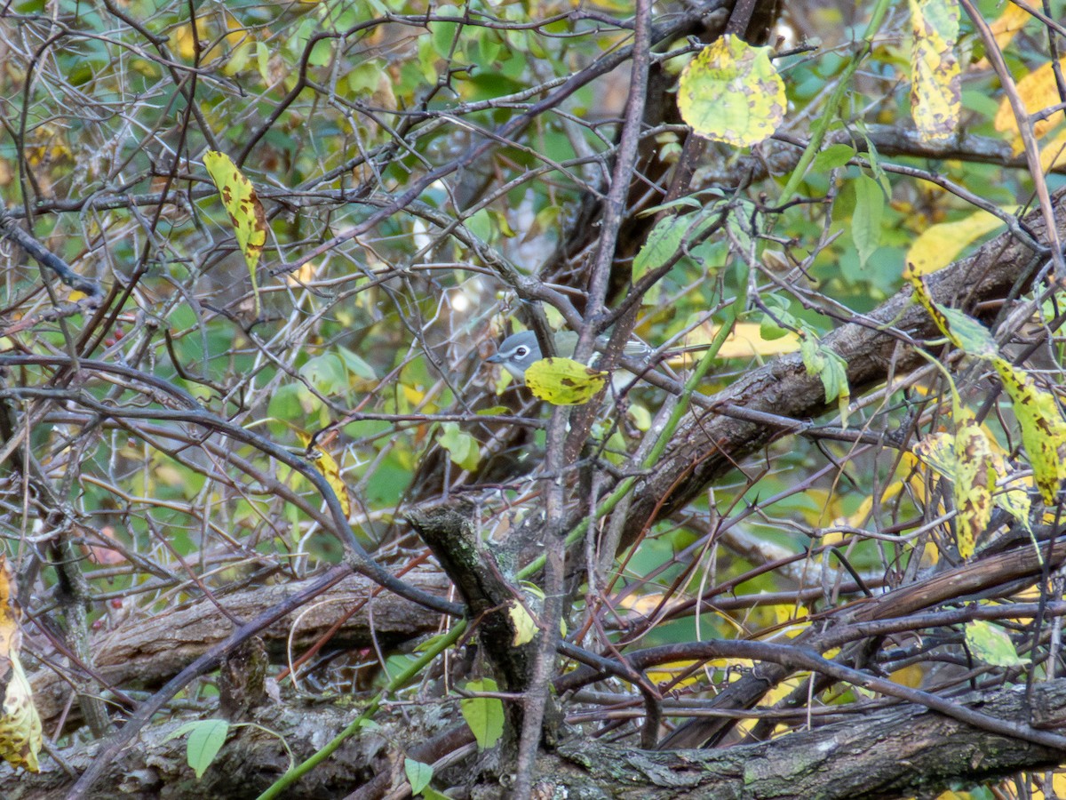 Blue-headed Vireo - ML644158959