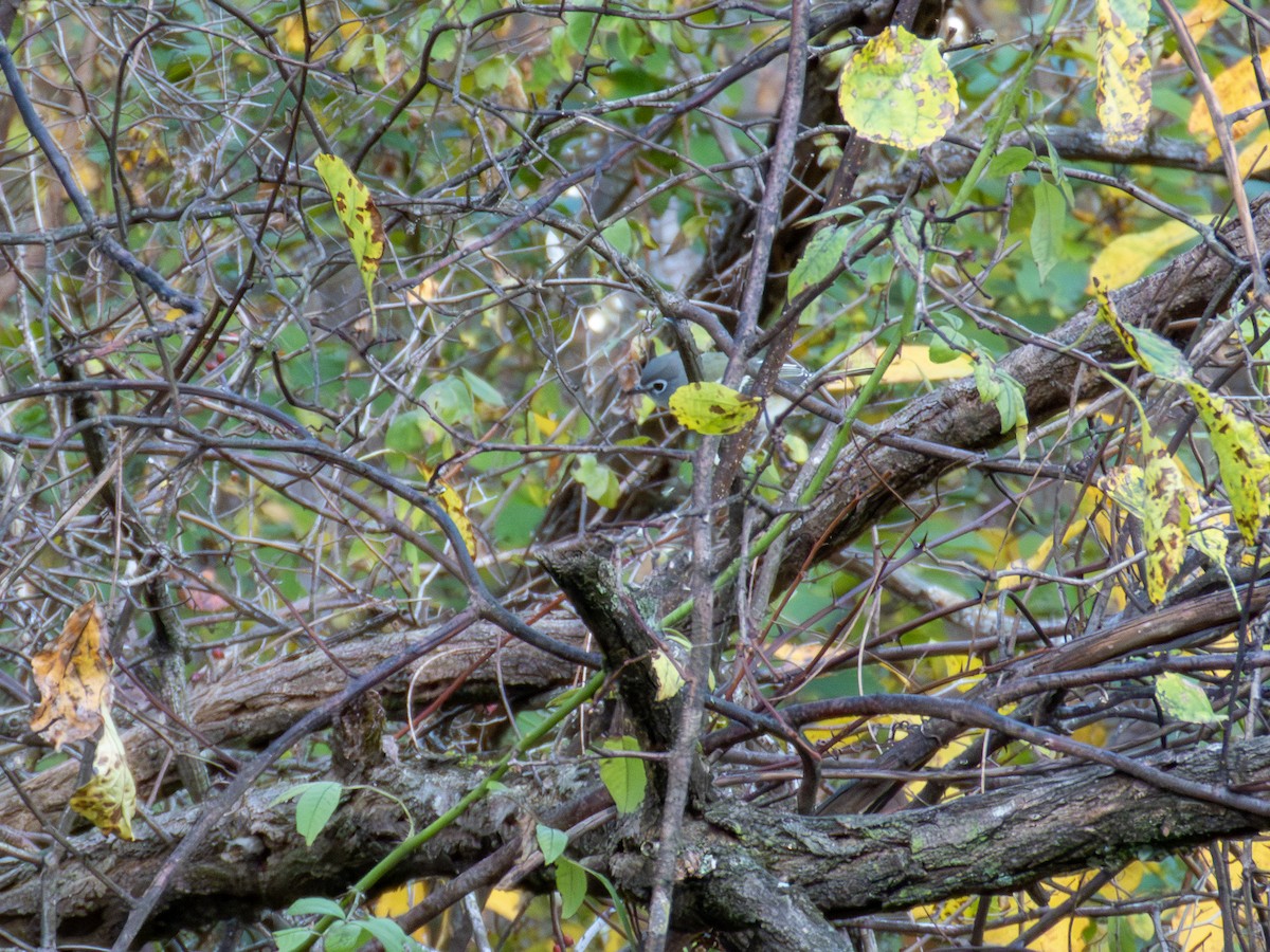 Blue-headed Vireo - ML644158960