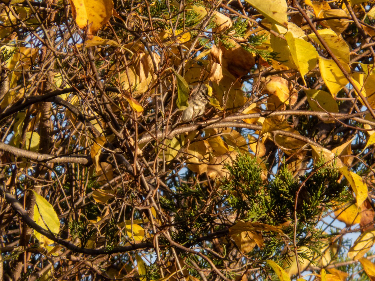 Golden-crowned Kinglet - ML644158967