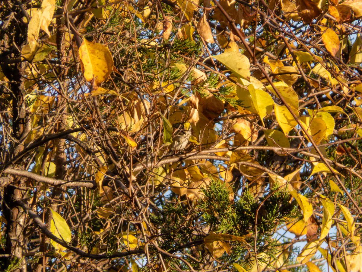 Golden-crowned Kinglet - ML644158969