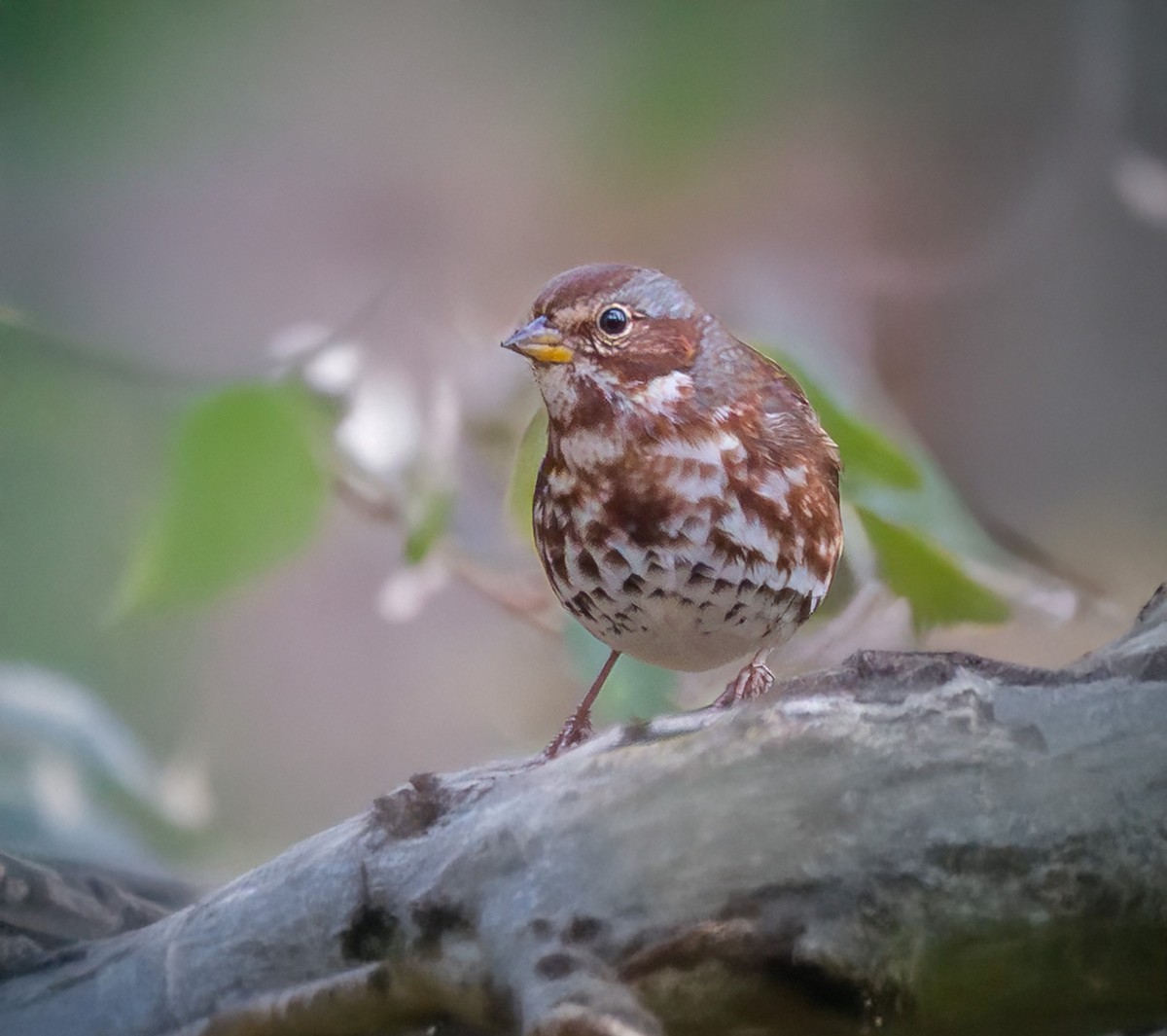 Fox Sparrow - ML644158971
