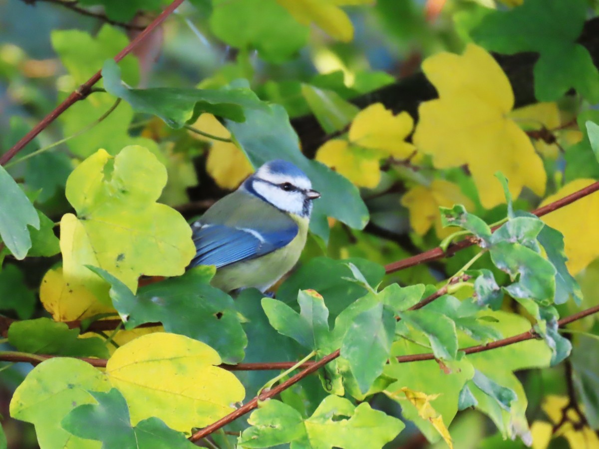 Eurasian Blue Tit - ML644158972