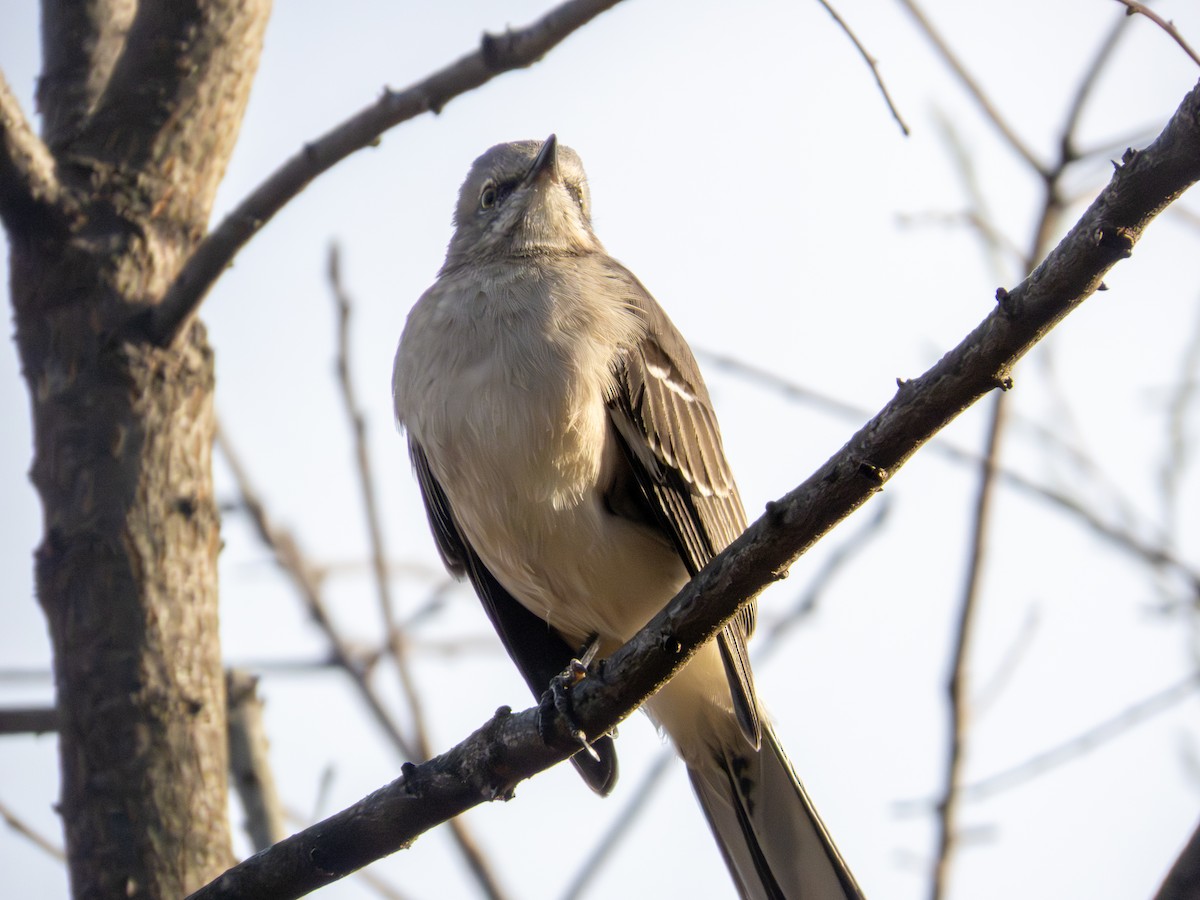Northern Mockingbird - ML644158976