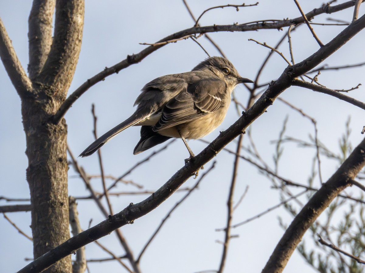 Northern Mockingbird - ML644158977