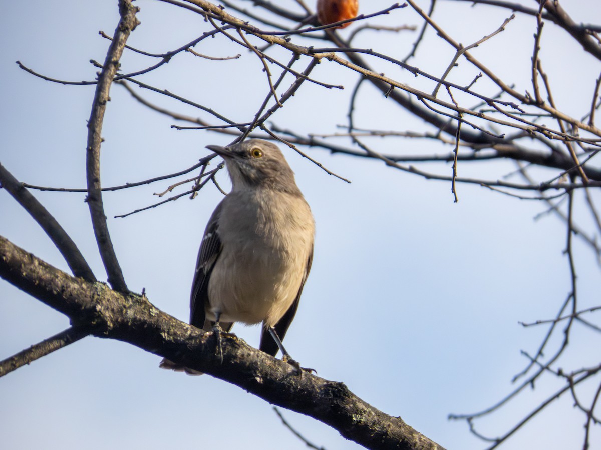 Northern Mockingbird - ML644158978