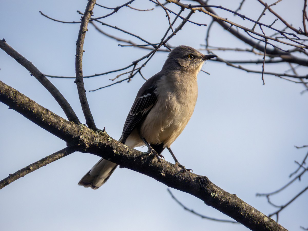 Northern Mockingbird - ML644158979