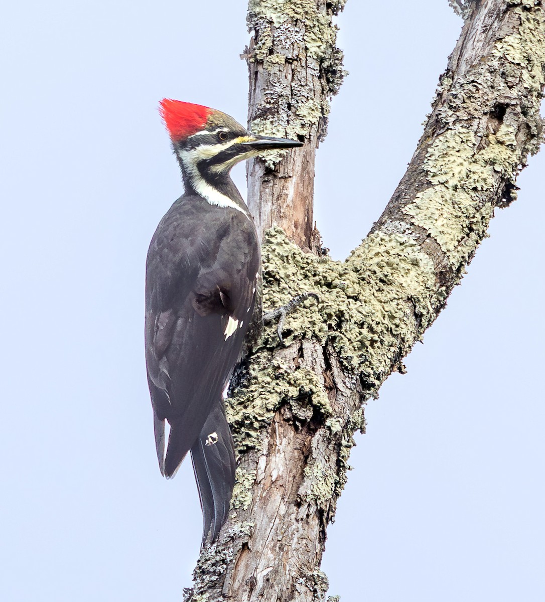 Pileated Woodpecker - ML644158983