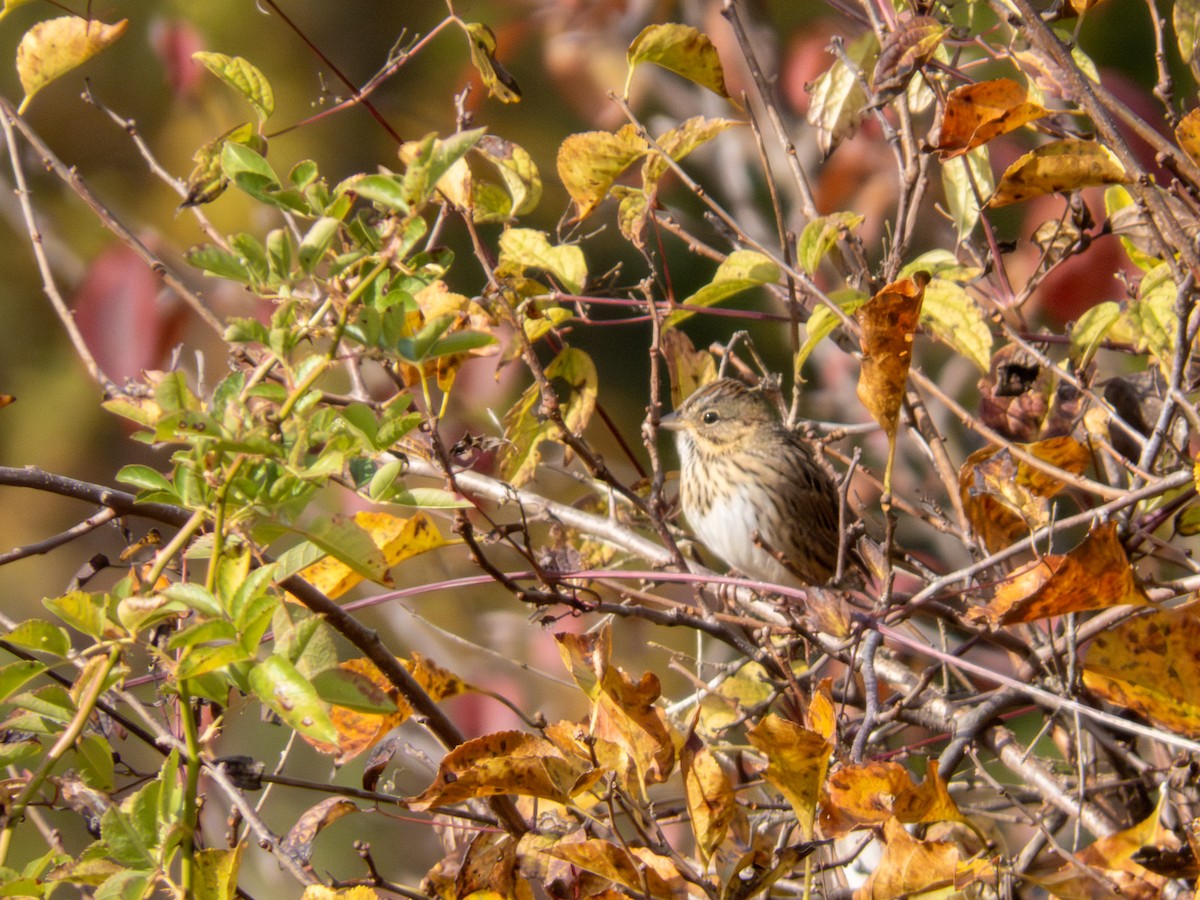 Lincoln's Sparrow - ML644158991
