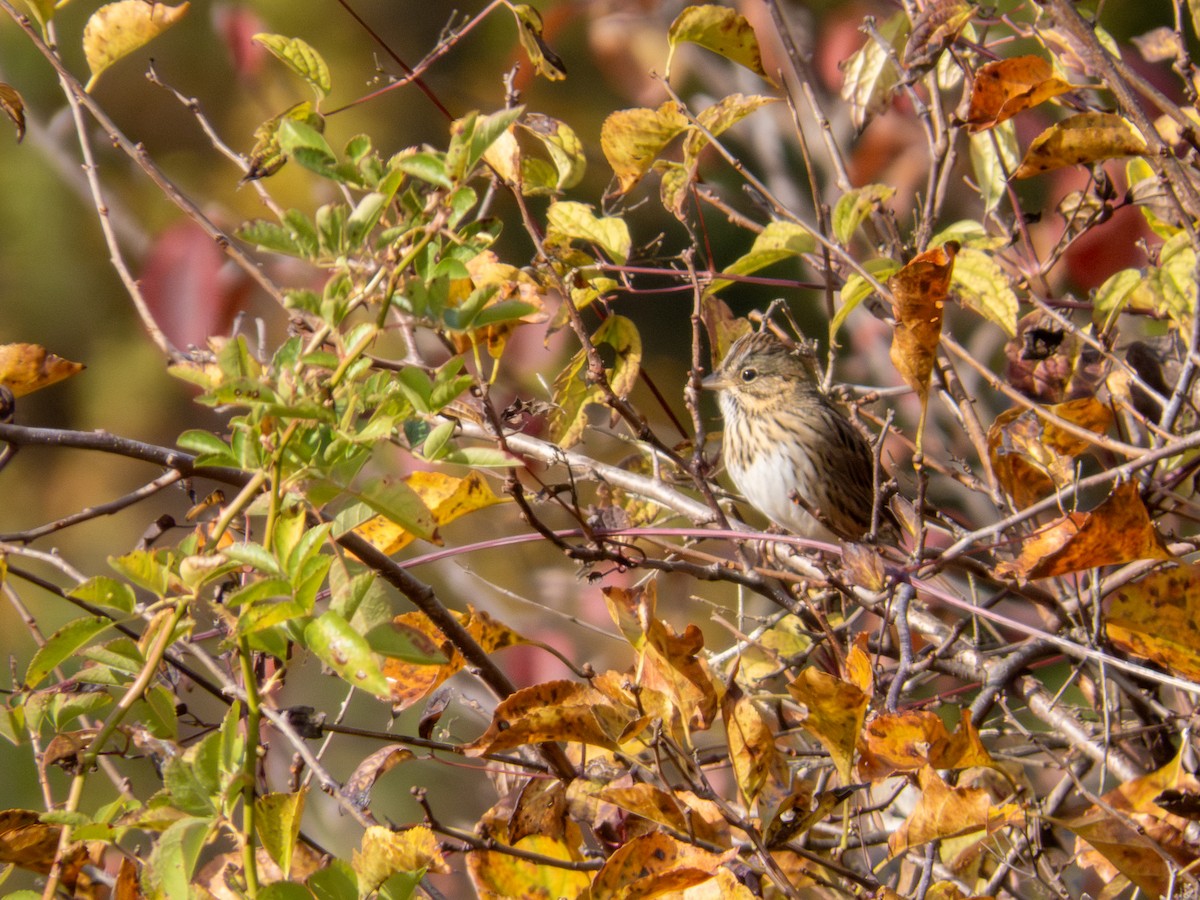 Lincoln's Sparrow - ML644158992