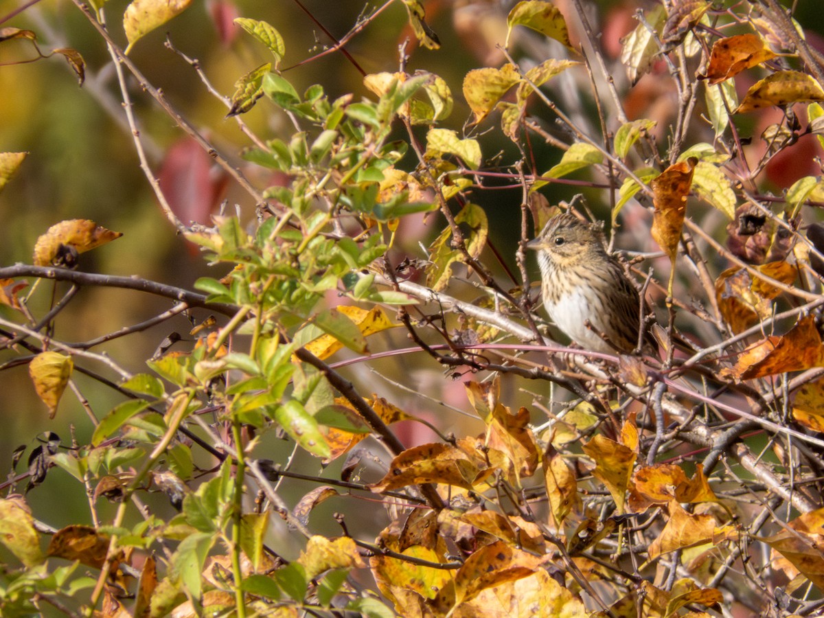 Lincoln's Sparrow - ML644158996