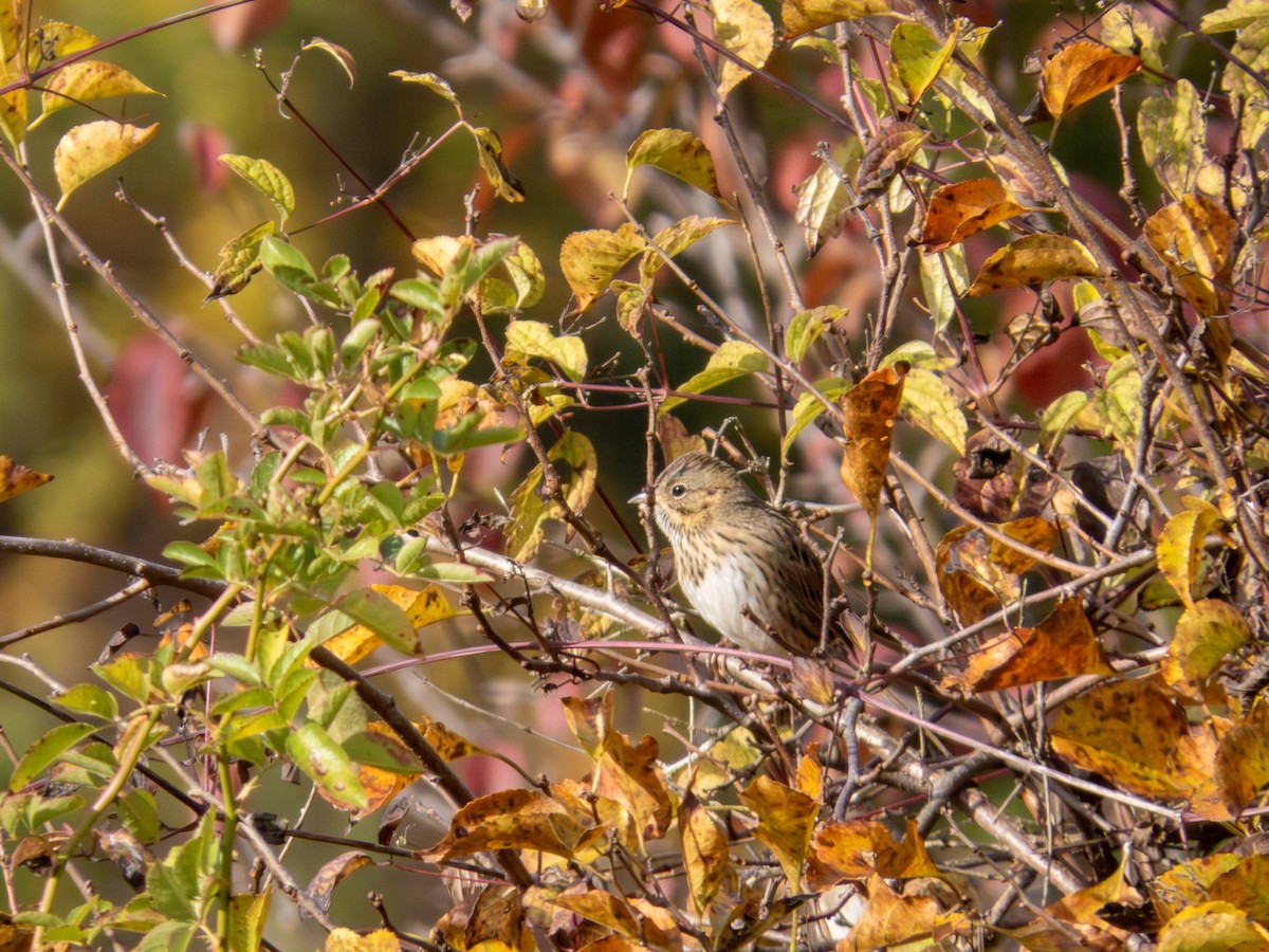 Lincoln's Sparrow - ML644158997