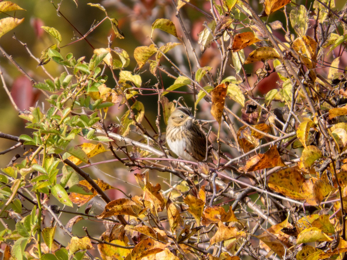 Lincoln's Sparrow - ML644158998