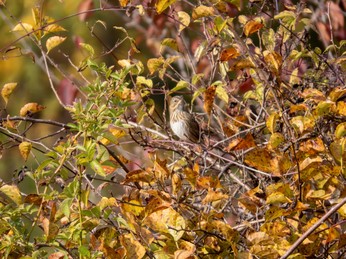 Lincoln's Sparrow - ML644158999