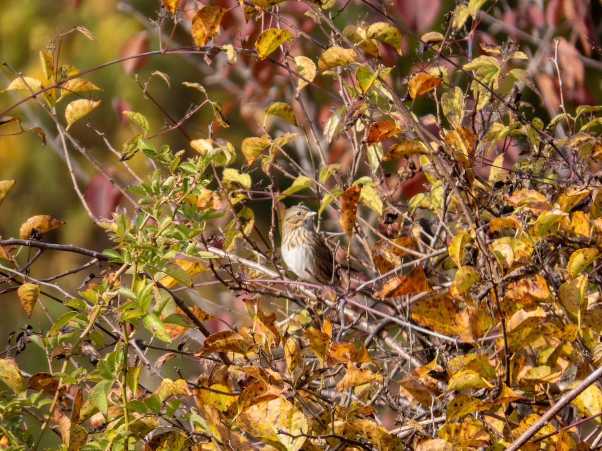 Lincoln's Sparrow - ML644159000