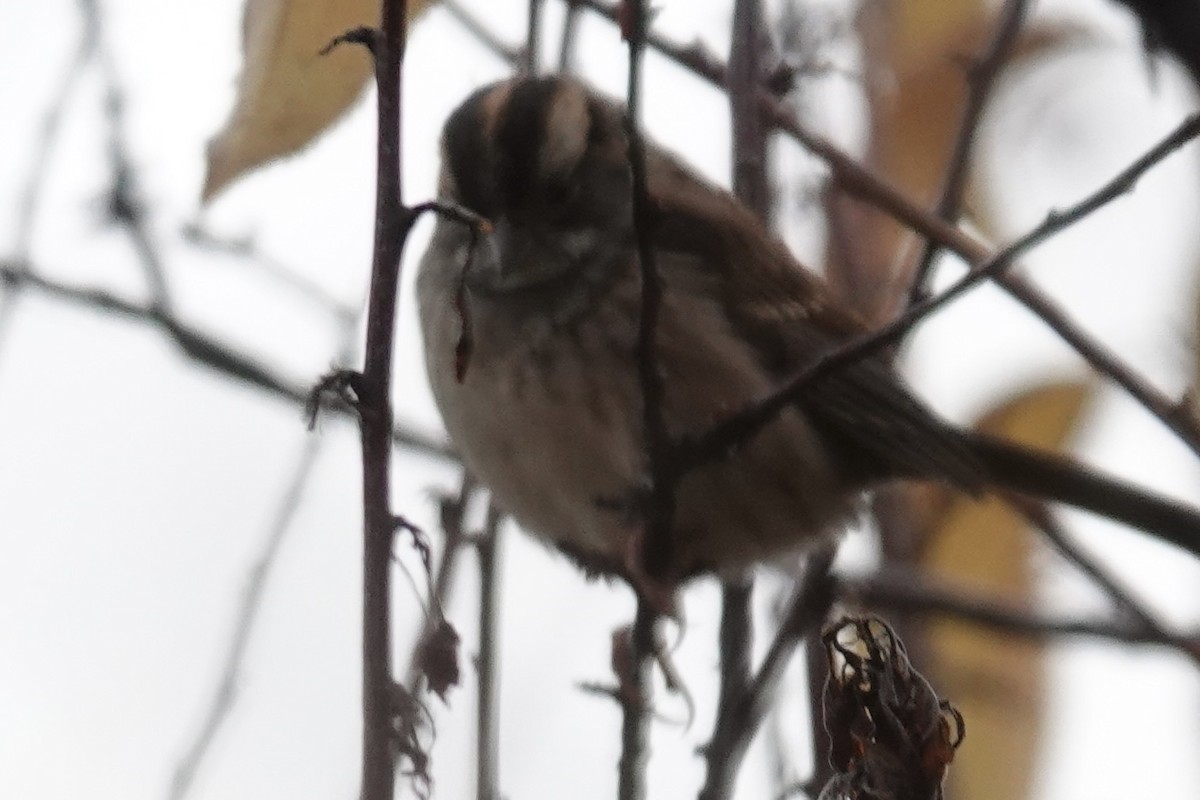 ノドジロシトド - ML644159014