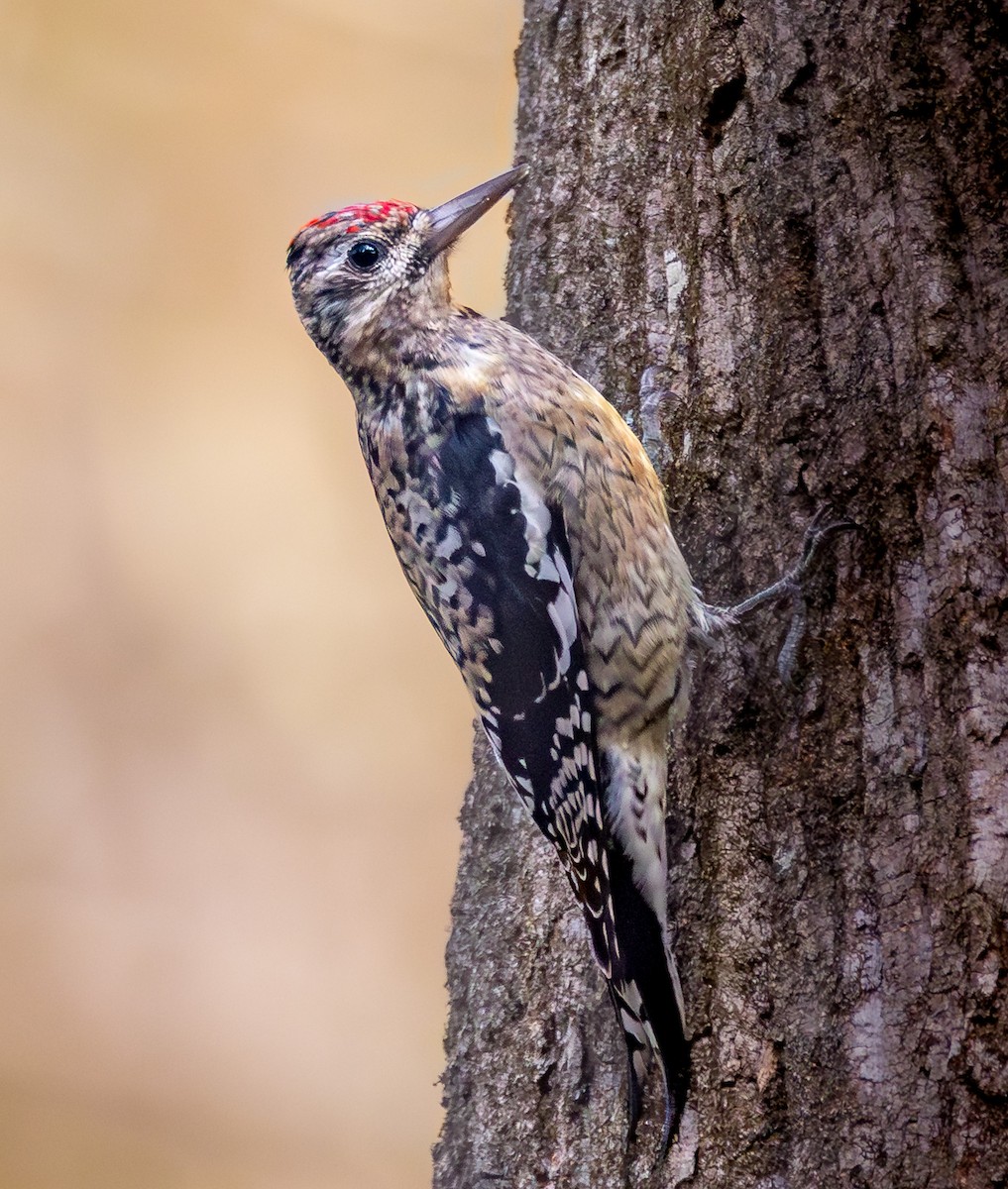 Yellow-bellied Sapsucker - ML644159015