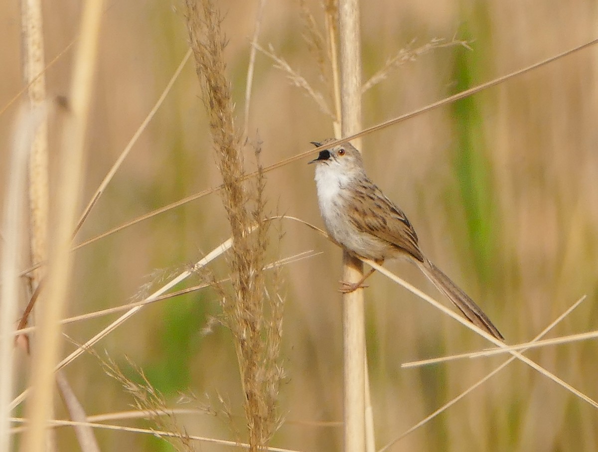 Delicate Prinia - ML644159020