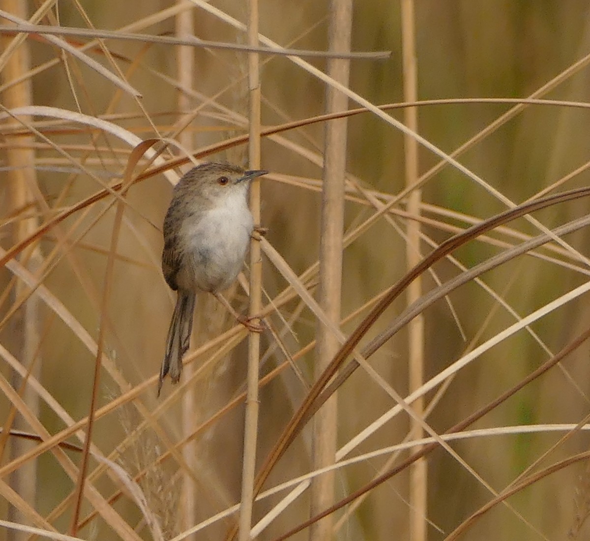 Delicate Prinia - ML644159021